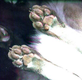 [Cat paws on scanner]