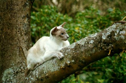 [Picture of Kitti in a tree in our garden]