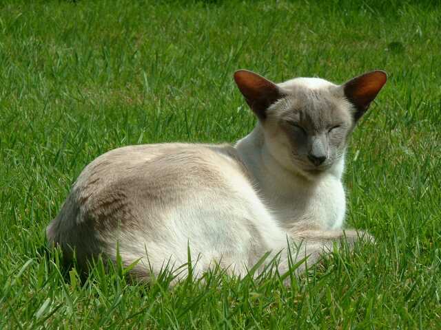 [Kitti lying in the grass]